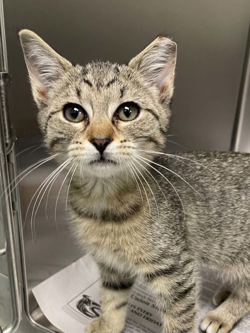Sylvie, Young Domestic Short Hair (short coat), cat for adoption in Blacksburg, Virginia