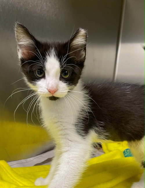 L.C., Young Domestic Short Hair (short coat), cat for adoption in Blacksburg, Virginia