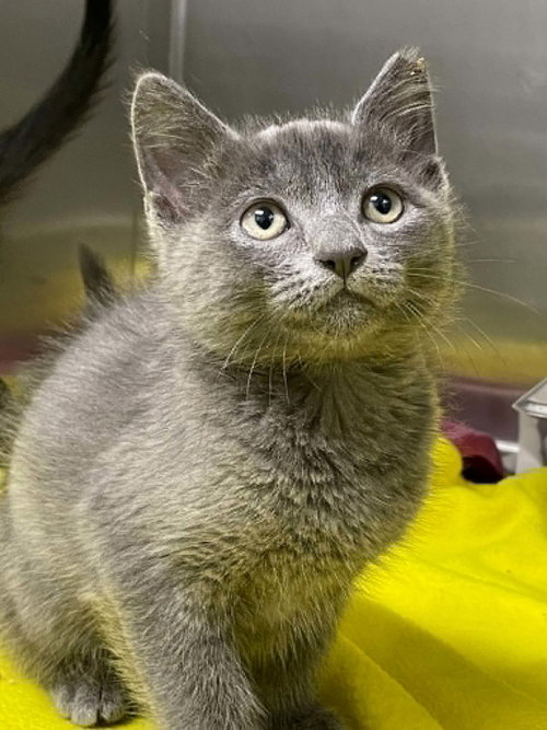 Levi, Young Domestic Short Hair (short coat), cat for adoption in Blacksburg, Virginia