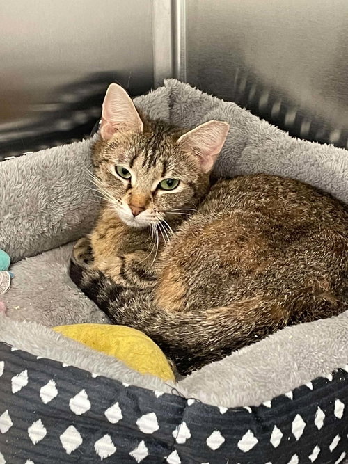Emmy, Adult Domestic Short Hair (short coat), cat for adoption in Blacksburg, Virginia