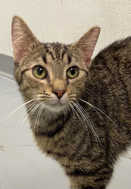 Tiger Kitty, Adult Domestic Short Hair (short coat), cat for adoption in Blacksburg, Virginia