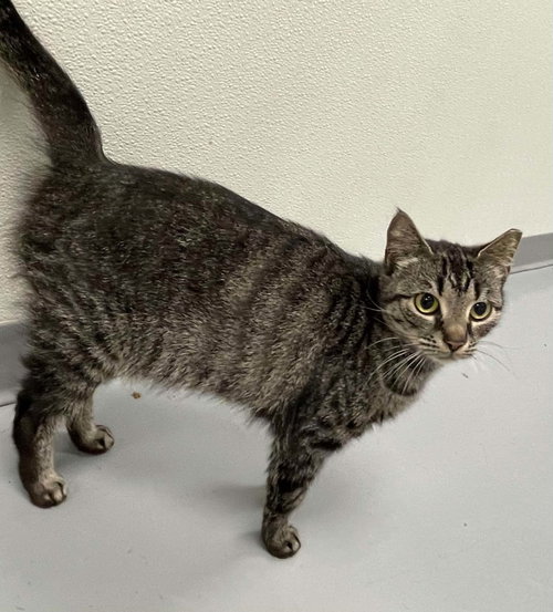 Scout, Adult Domestic Short Hair (short coat), cat for adoption in Blacksburg, Virginia