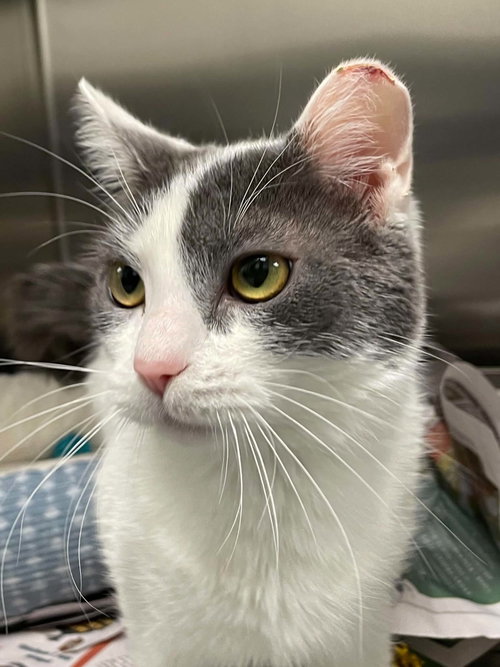 Opal, Adult Domestic Short Hair (short coat), cat for adoption in Blacksburg, Virginia