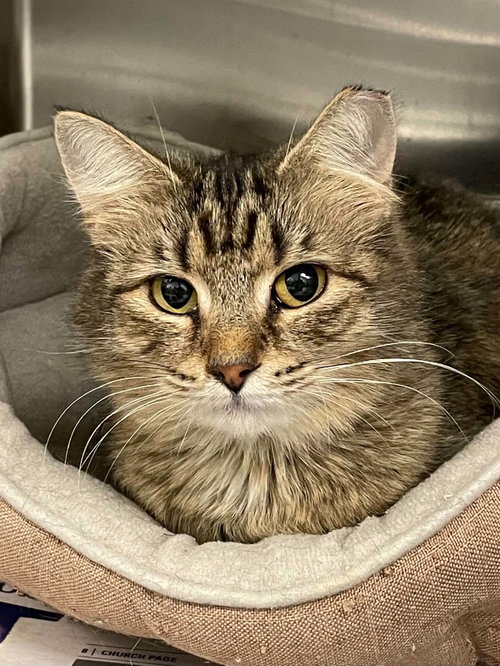 Hazel, Adult Domestic Long Hair (short coat), cat for adoption in Blacksburg, Virginia