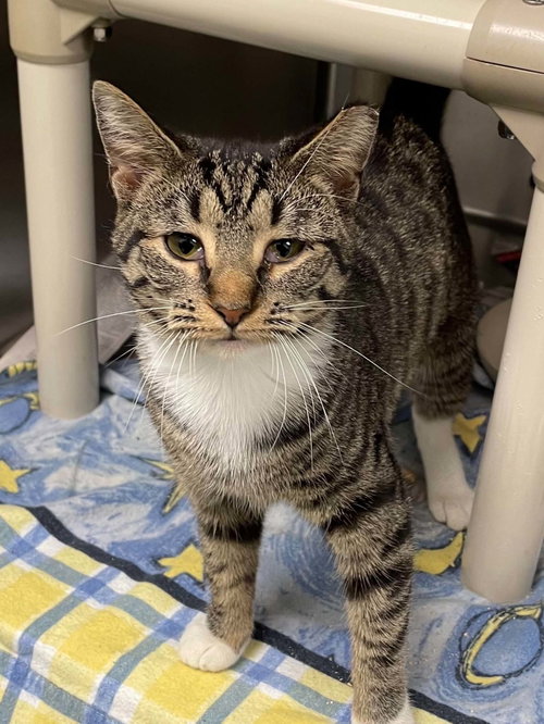 Tater Tot, Young Domestic Short Hair (short coat), cat for adoption in Blacksburg, Virginia