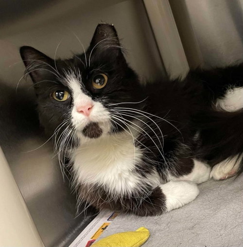 Carrie, Adult Domestic Medium Hair (short coat), cat for adoption in Blacksburg, Virginia