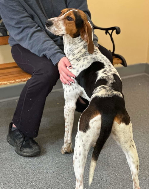 Dottie, an adoptable Treeing Walker Coonhound in Low Moor, VA