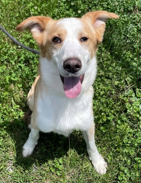 Archie