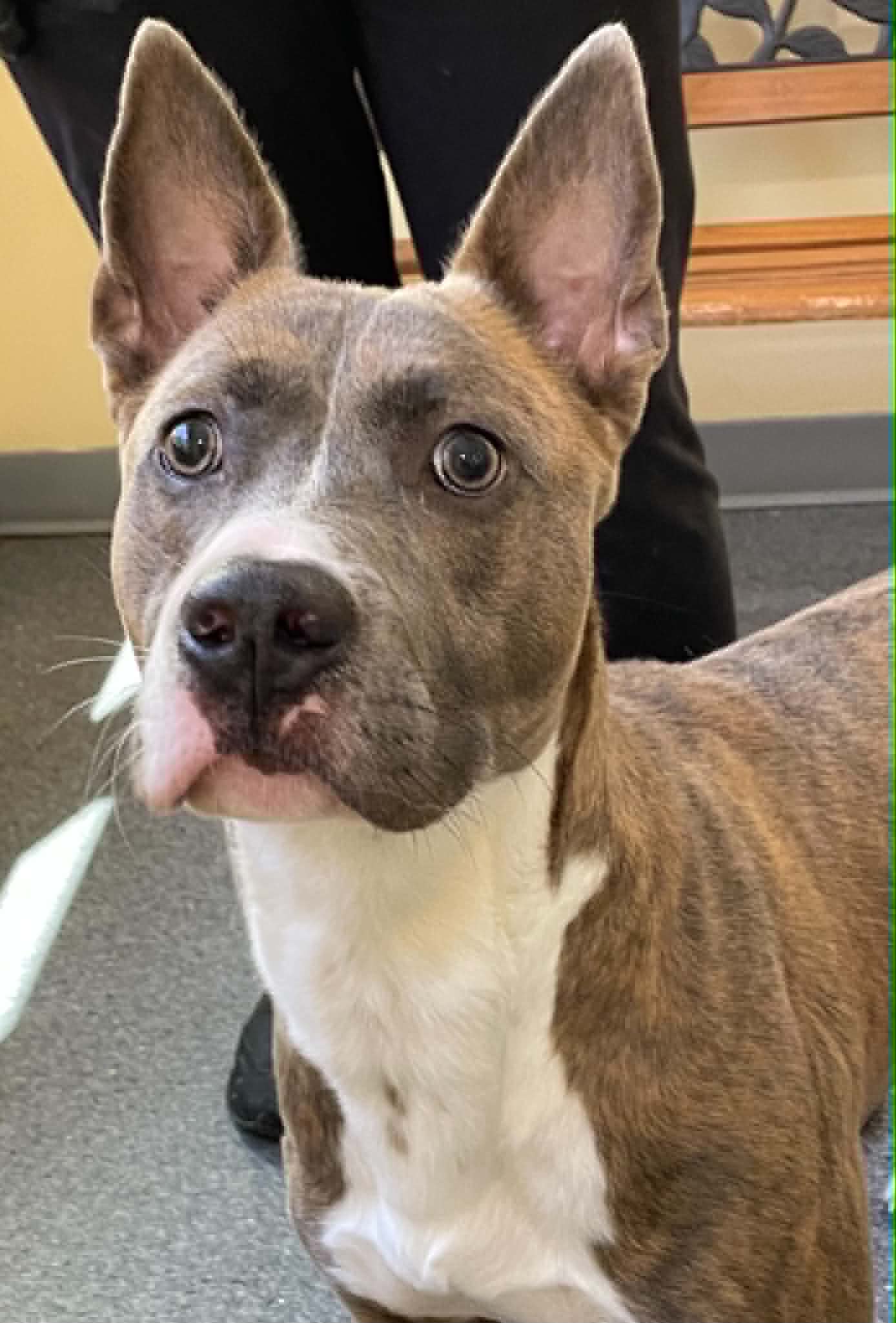 Dozer