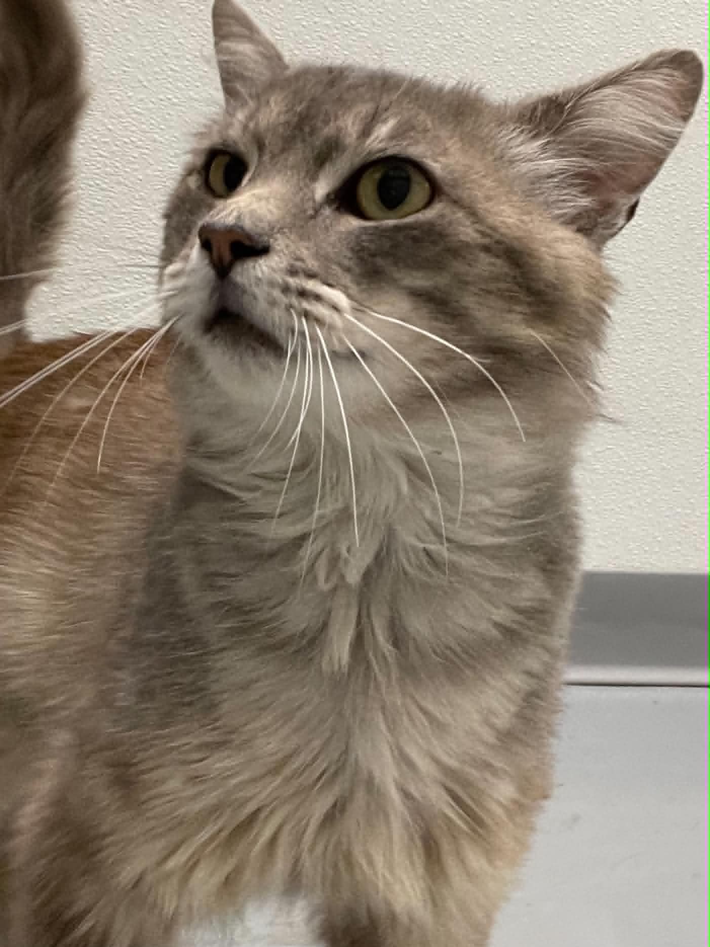 Harry - Domestic Medium Hair