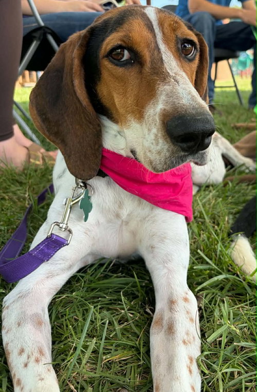 Dottie, a dog for adoption from Alleghany Humane Society
