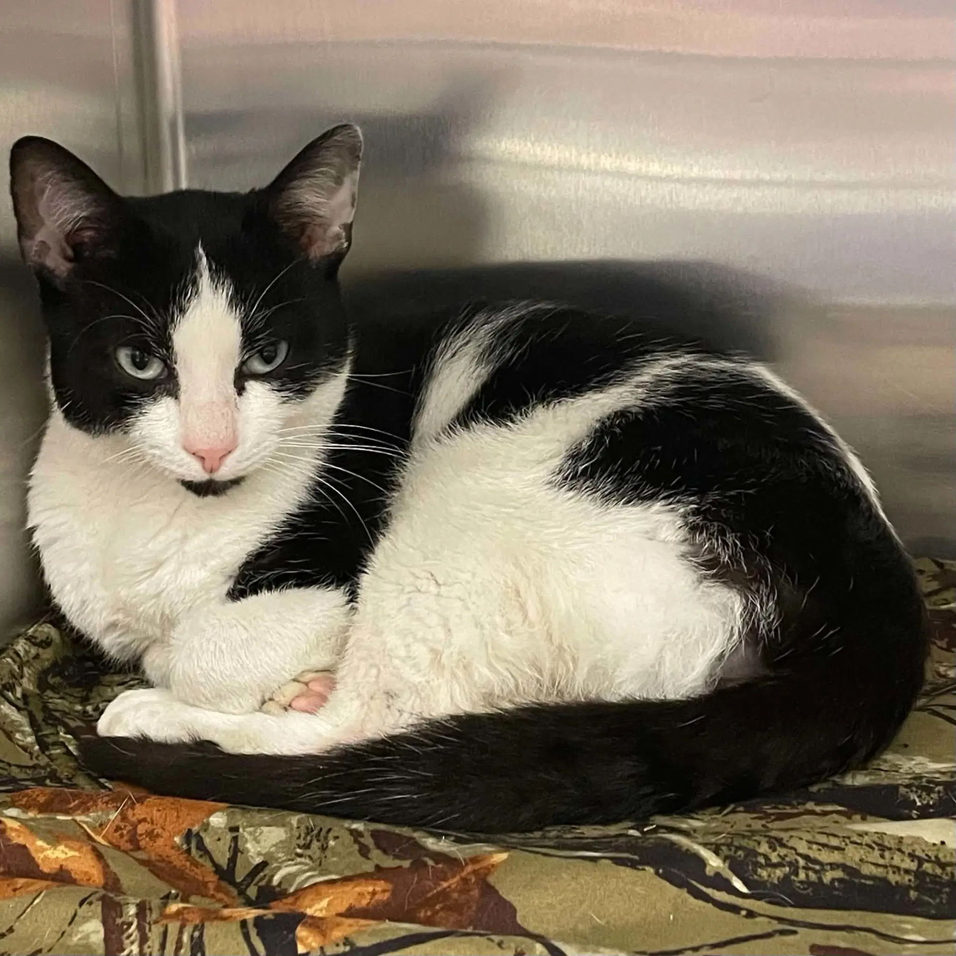 Sylvester - Domestic Short Hair