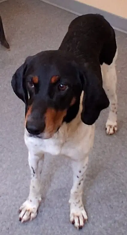 Louie - Hound
