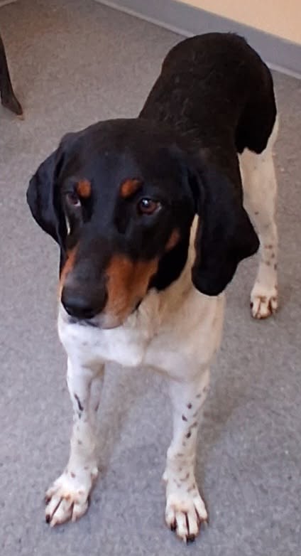 Louie, a dog for adoption from Alleghany Humane Society