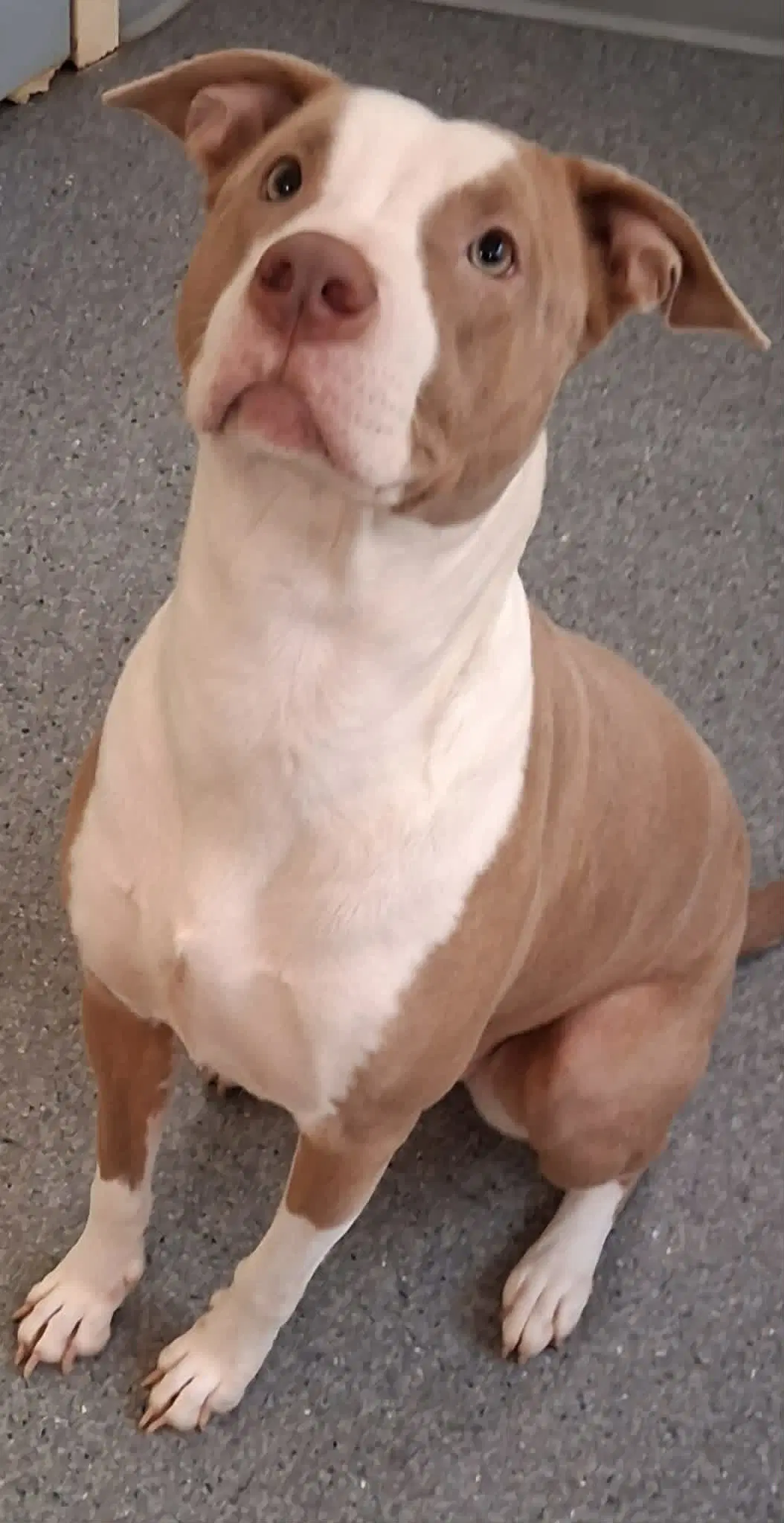 Honey - Pit Bull Terrier