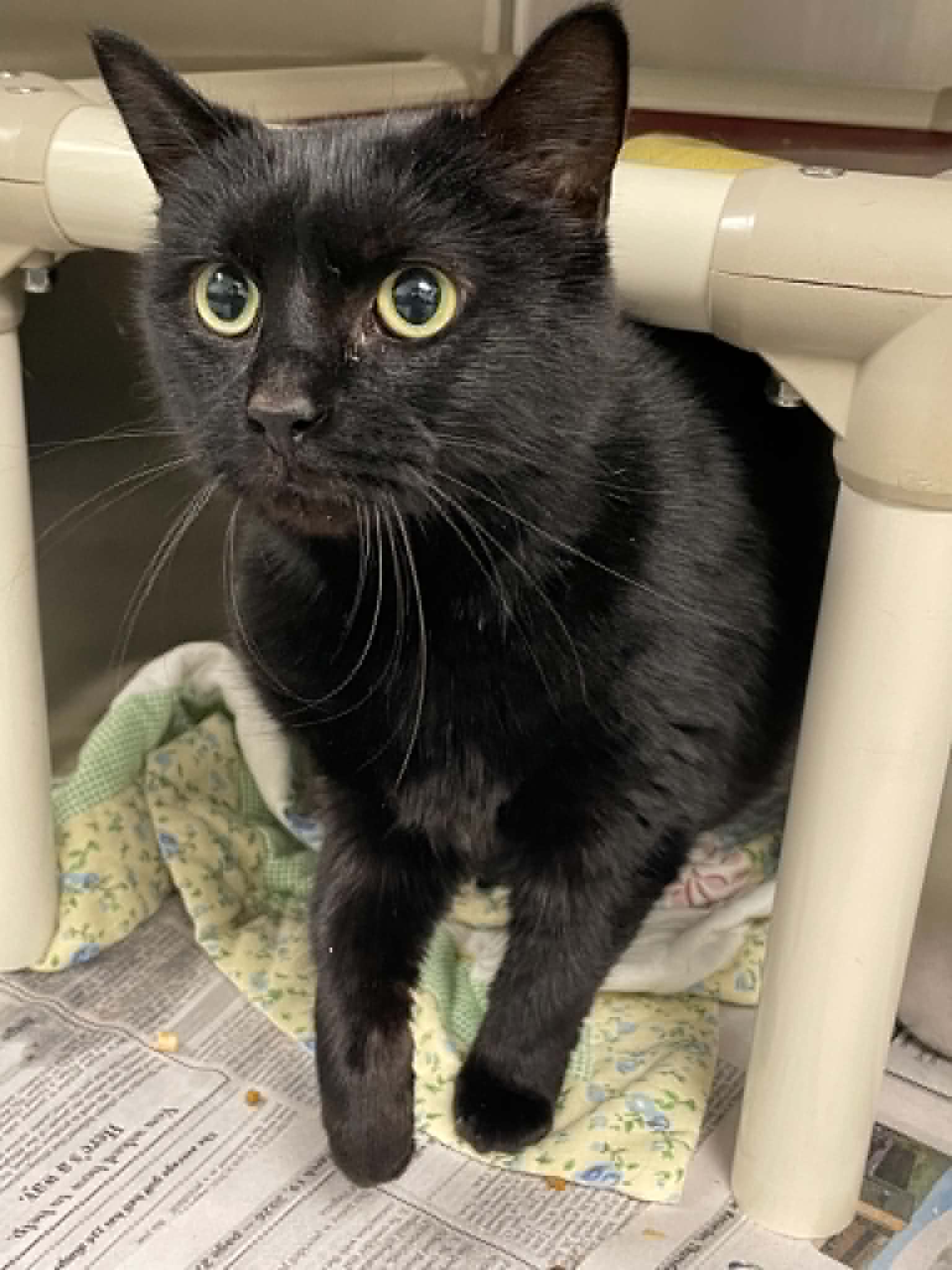 Odette - Domestic Short Hair