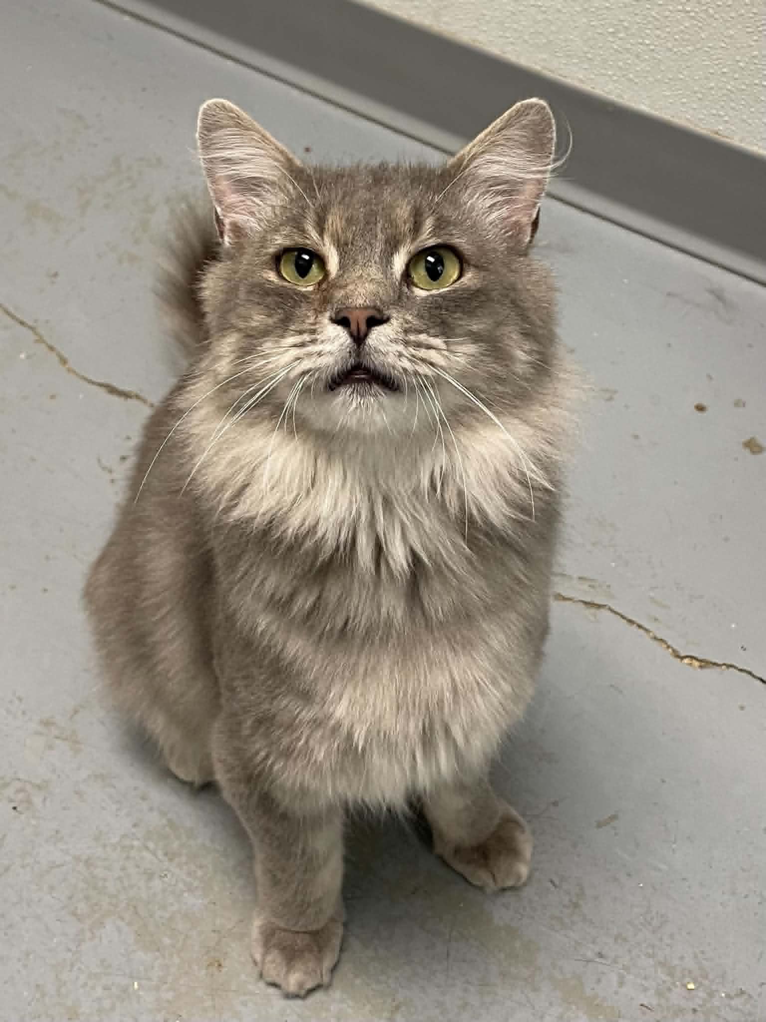 Harry - Domestic Medium Hair