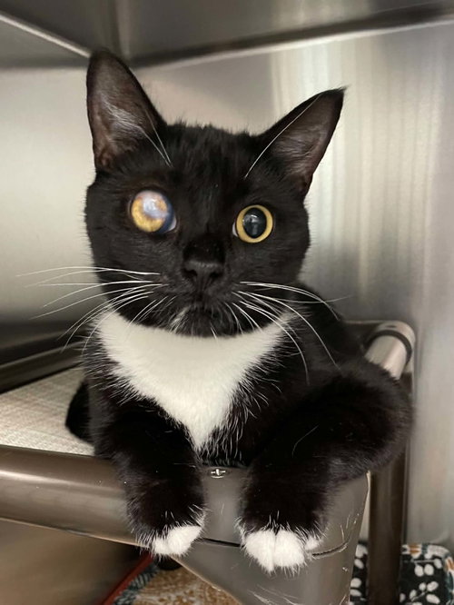 Layla, a cat for adoption from Alleghany Humane Society