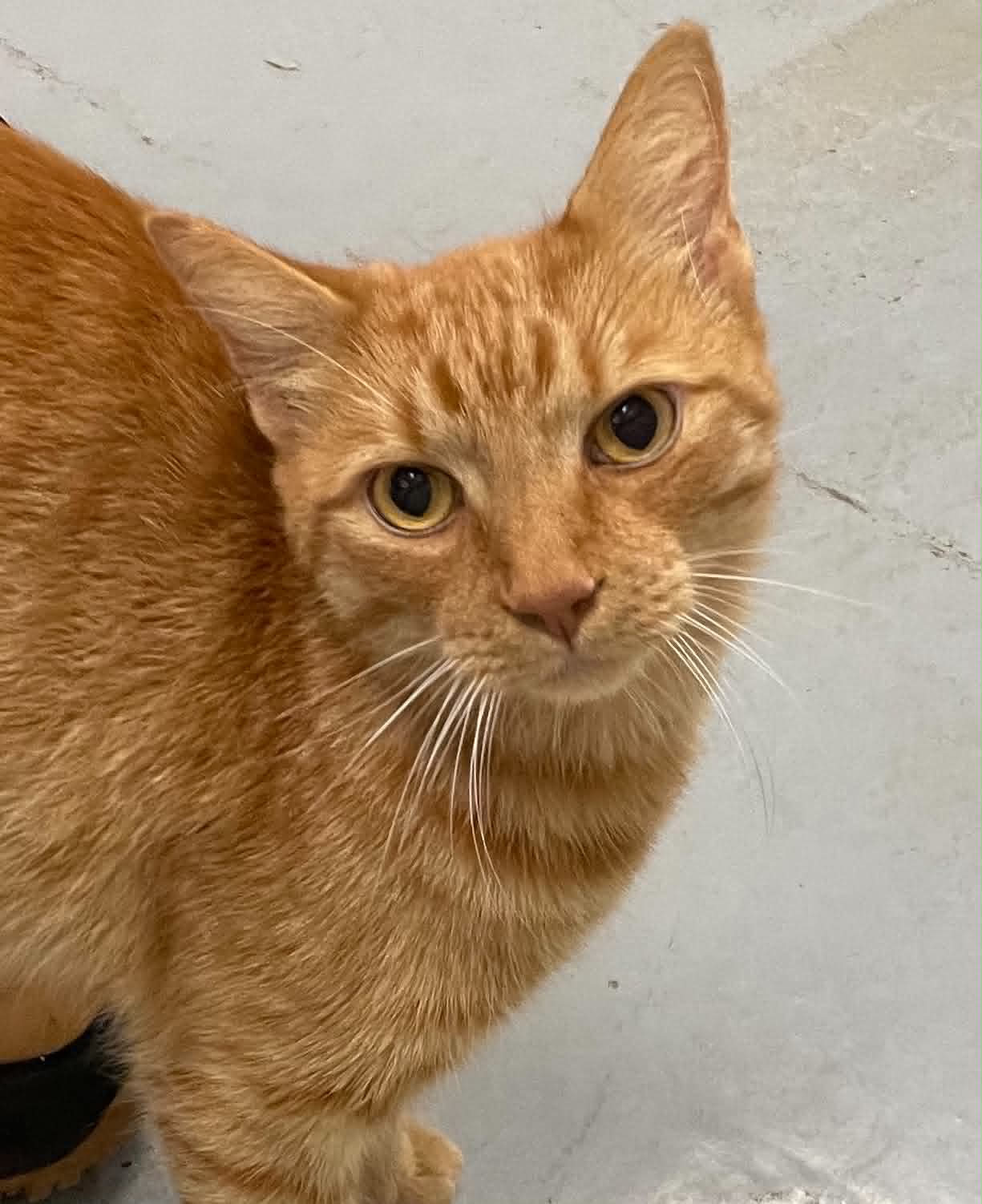 Brady - Domestic Short Hair