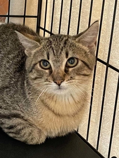 Dobby, a cat for adoption from Alleghany Humane Society