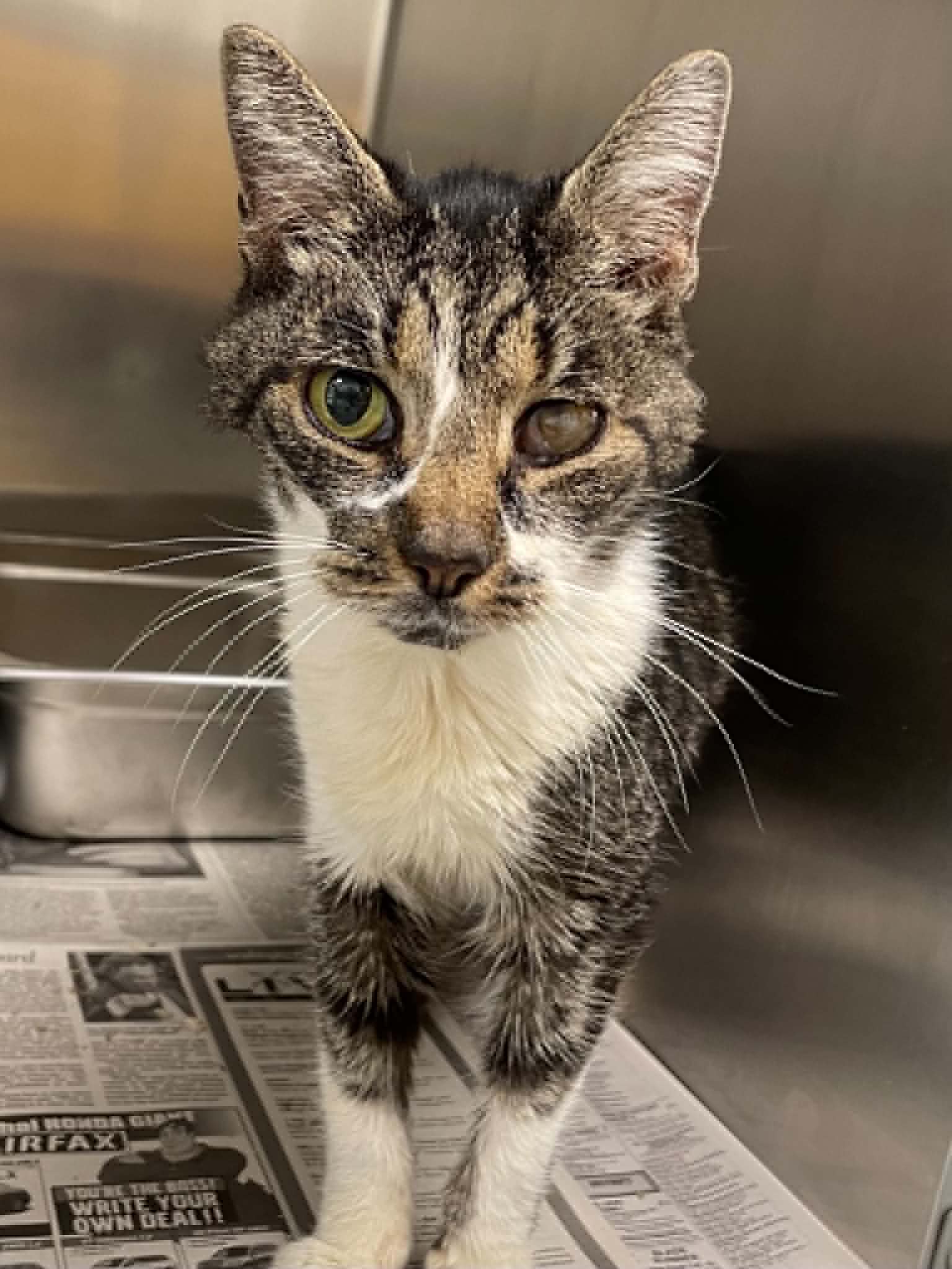 Ethel - Domestic Short Hair