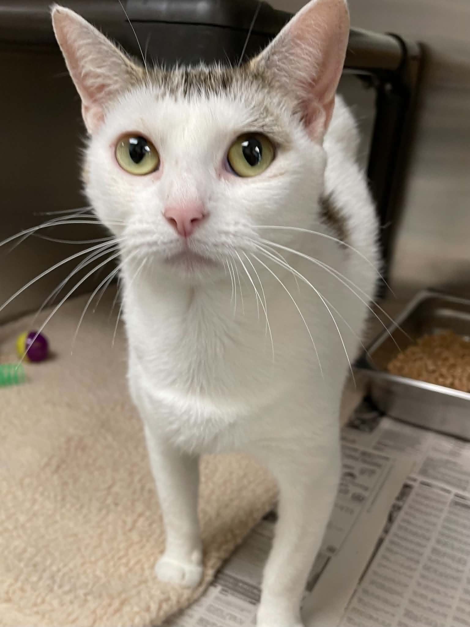 Jazzy - Domestic Short Hair