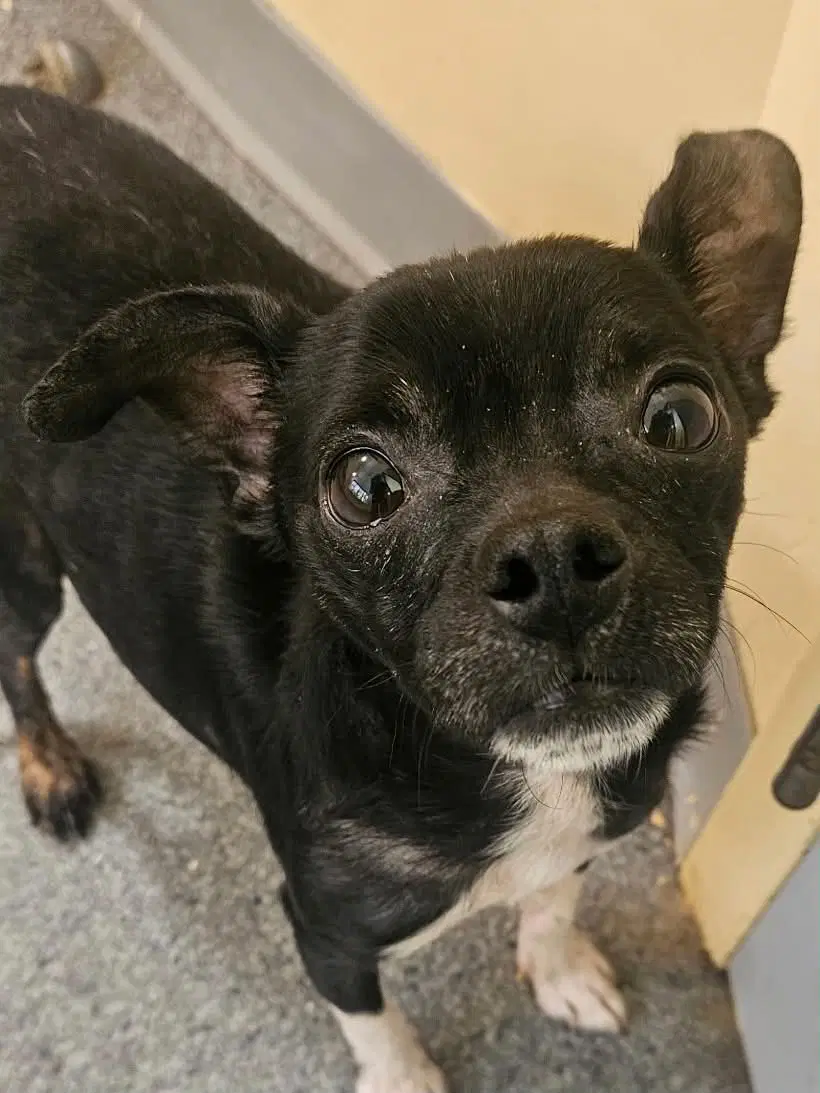 Pico - Chihuahua