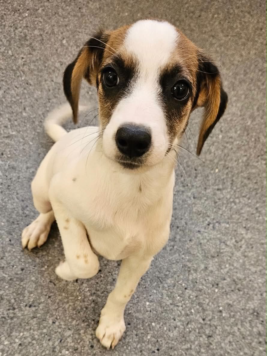 Shelby - Hound