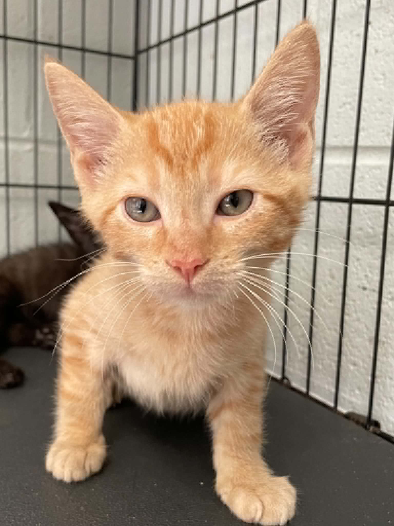 Sunnie - Domestic Short Hair