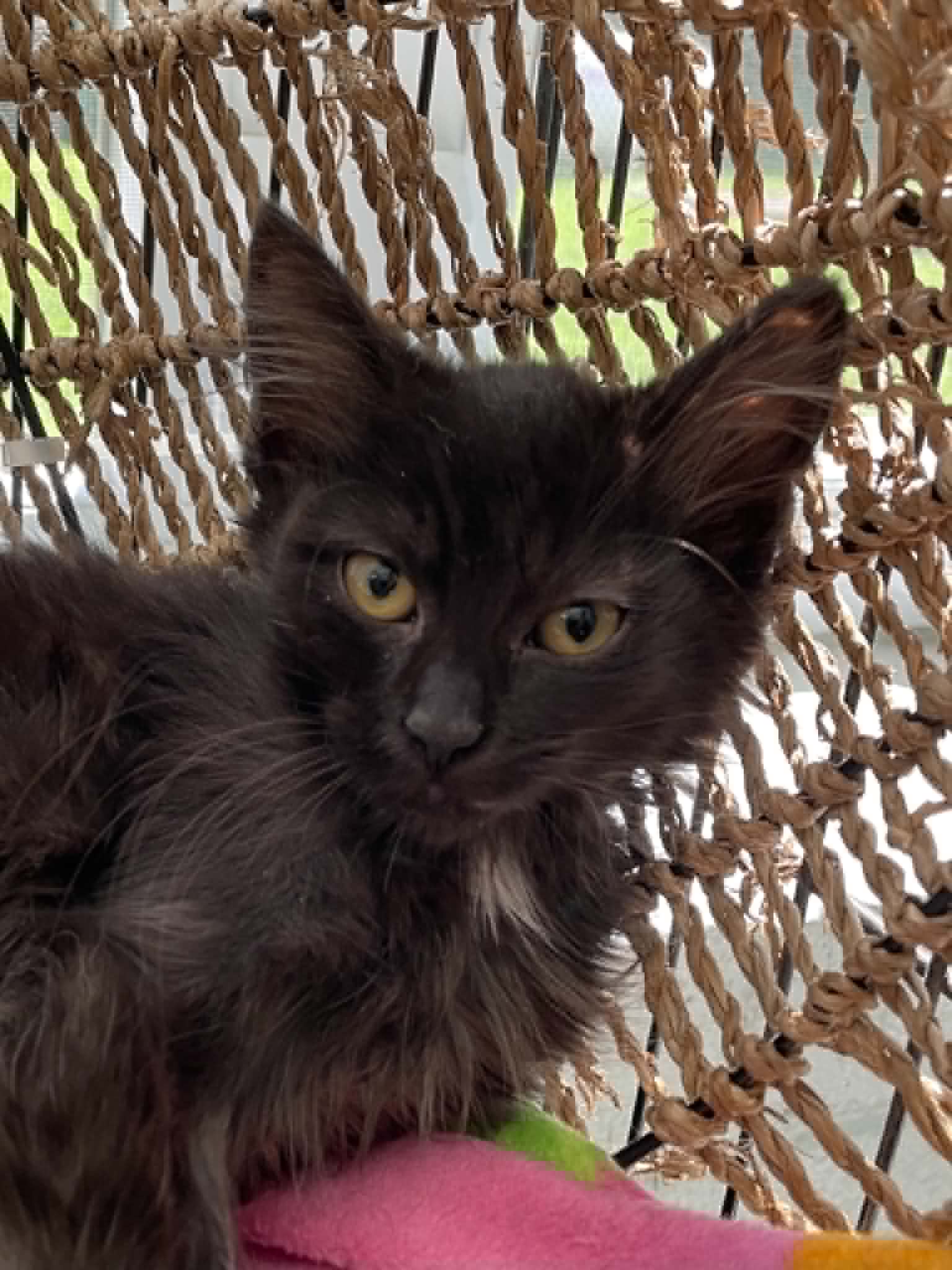 Trixie - Domestic Medium Hair