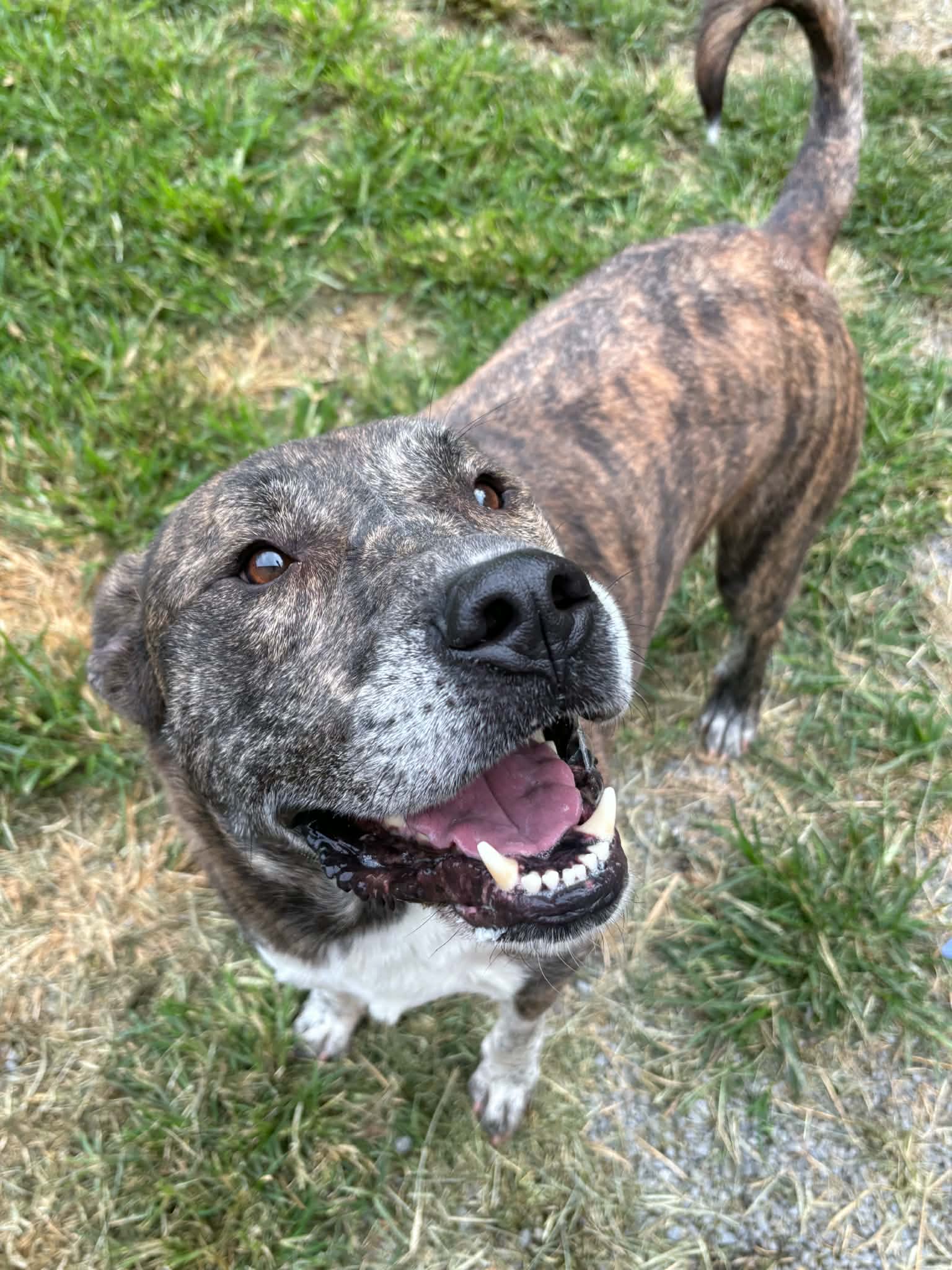 Batman, Pit Bull Terrier
