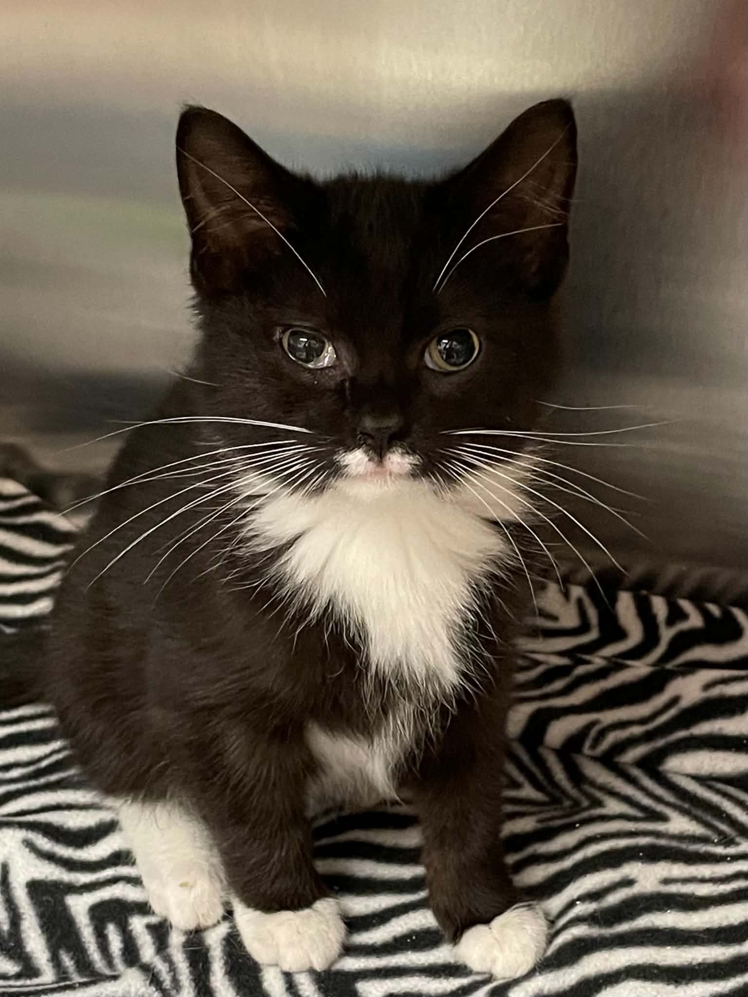 Billy - Domestic Short Hair