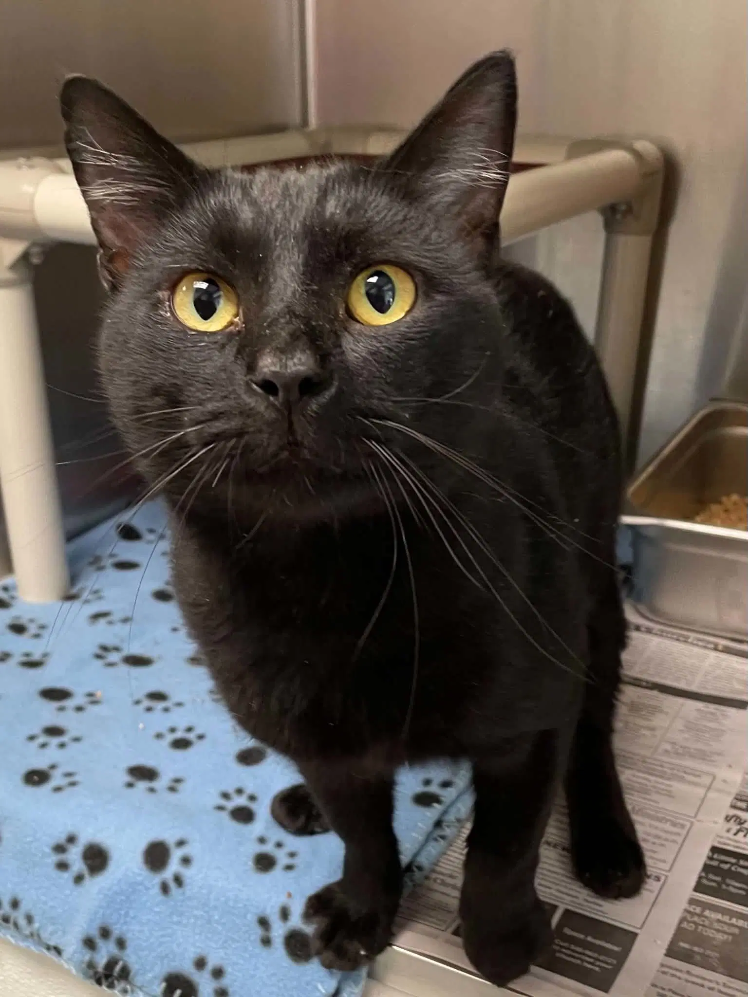Binx - Domestic Short Hair