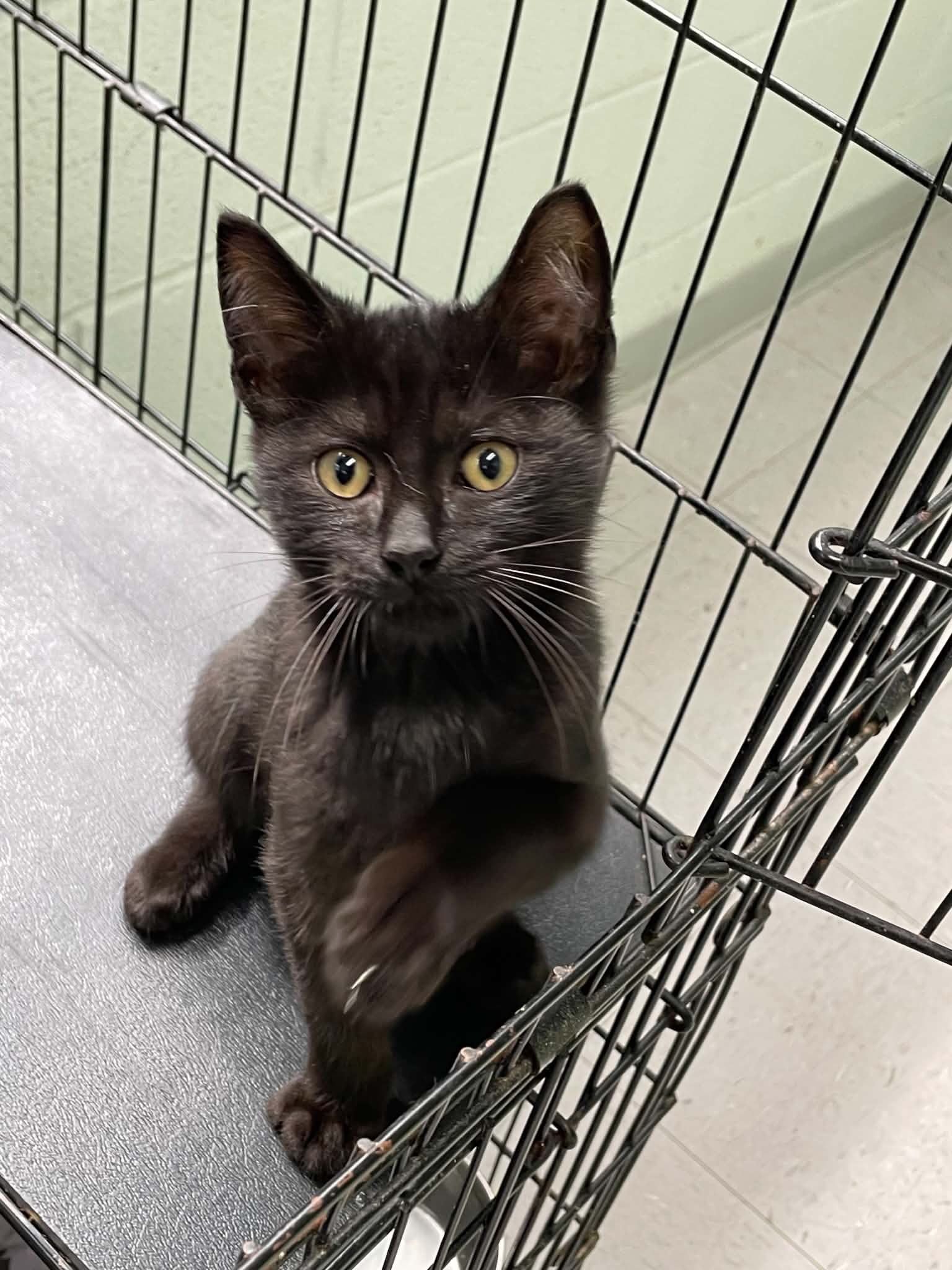 Bruce - Domestic Short Hair