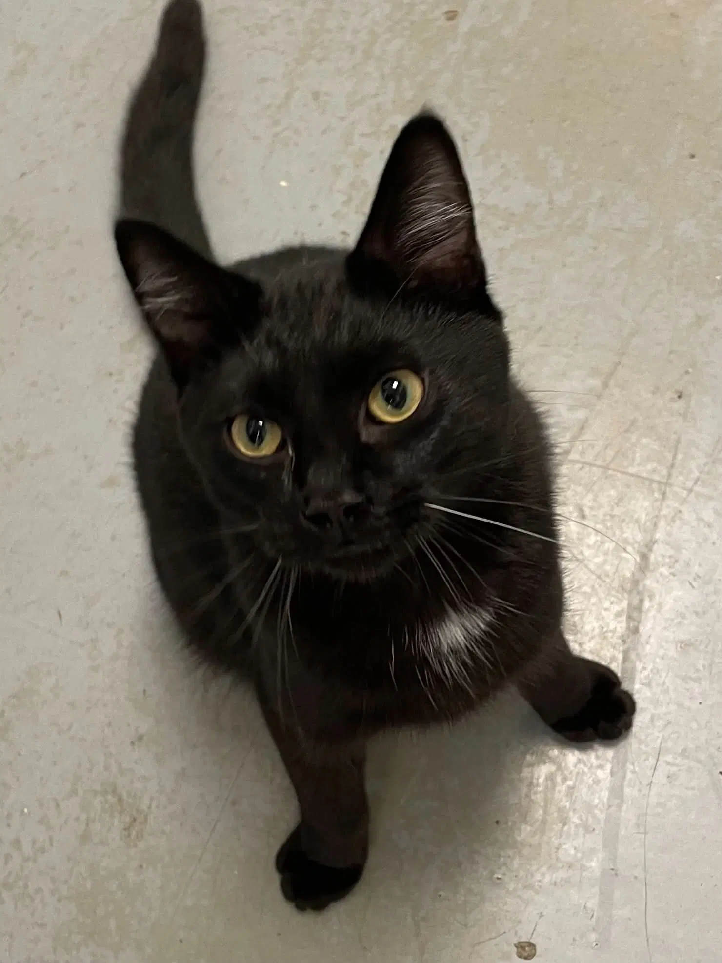 Dexter - Domestic Short Hair