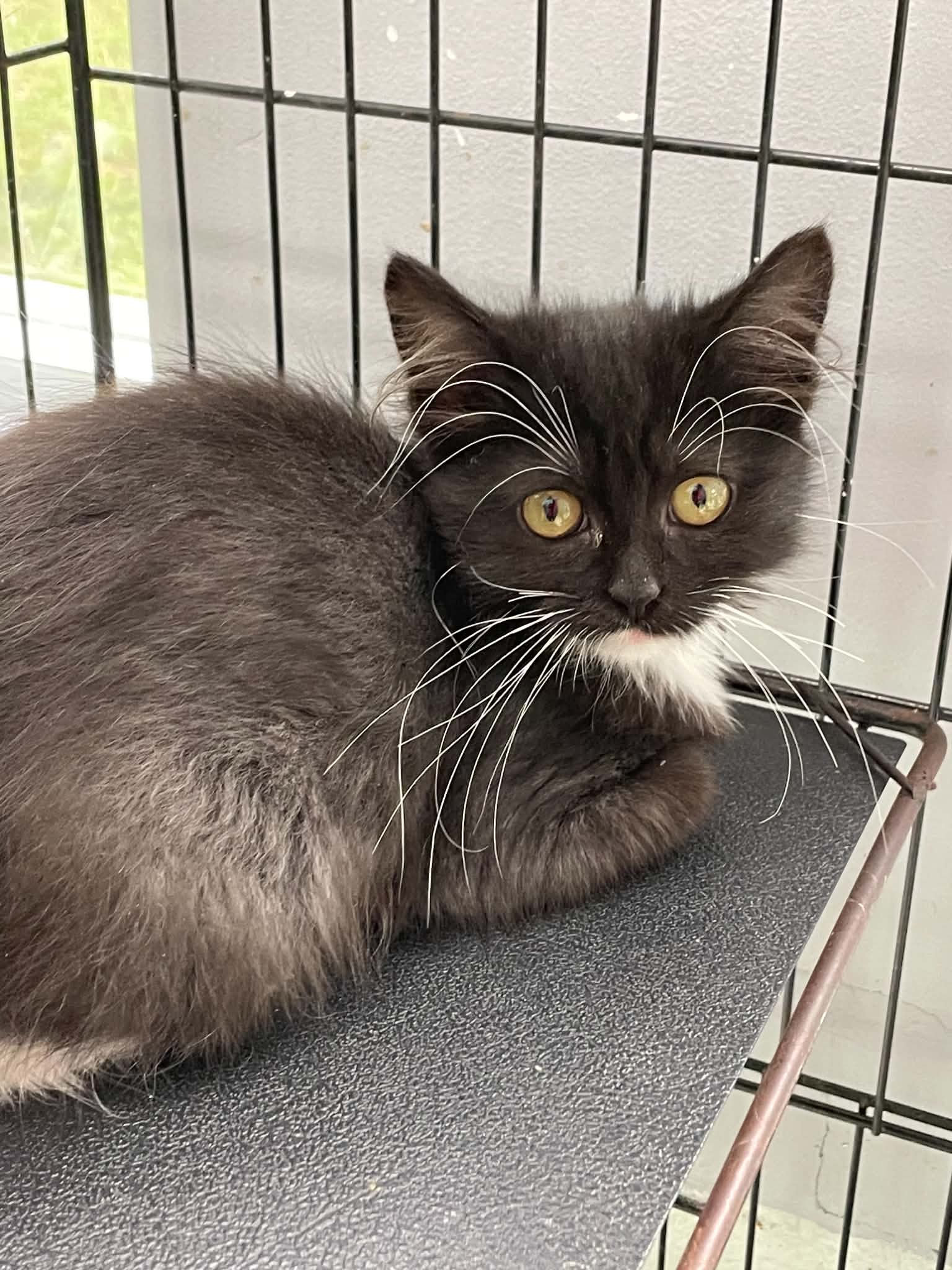 Diana - Domestic Medium Hair