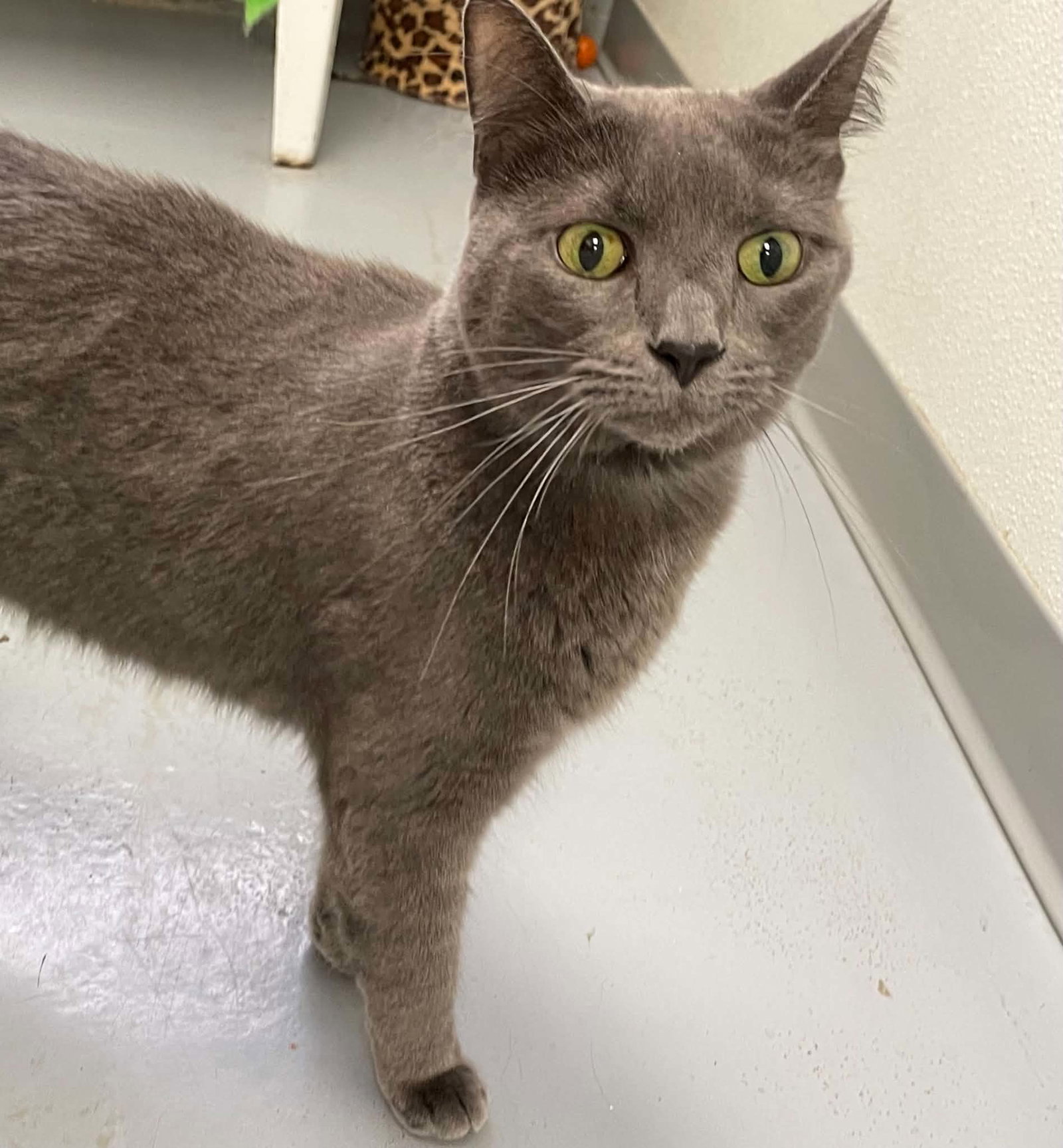 Kofi, Domestic Short Hair