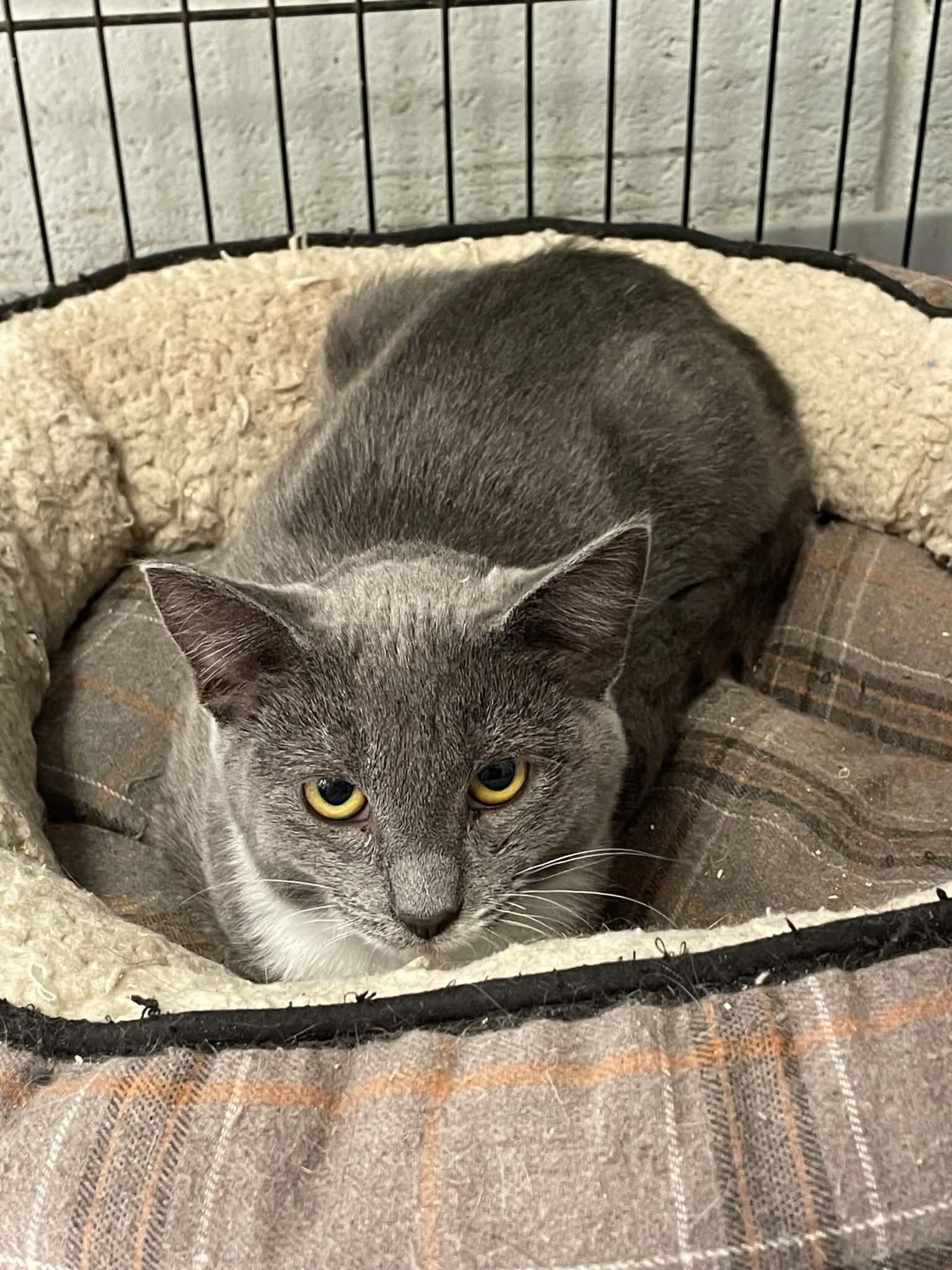 Lily - Domestic Short Hair