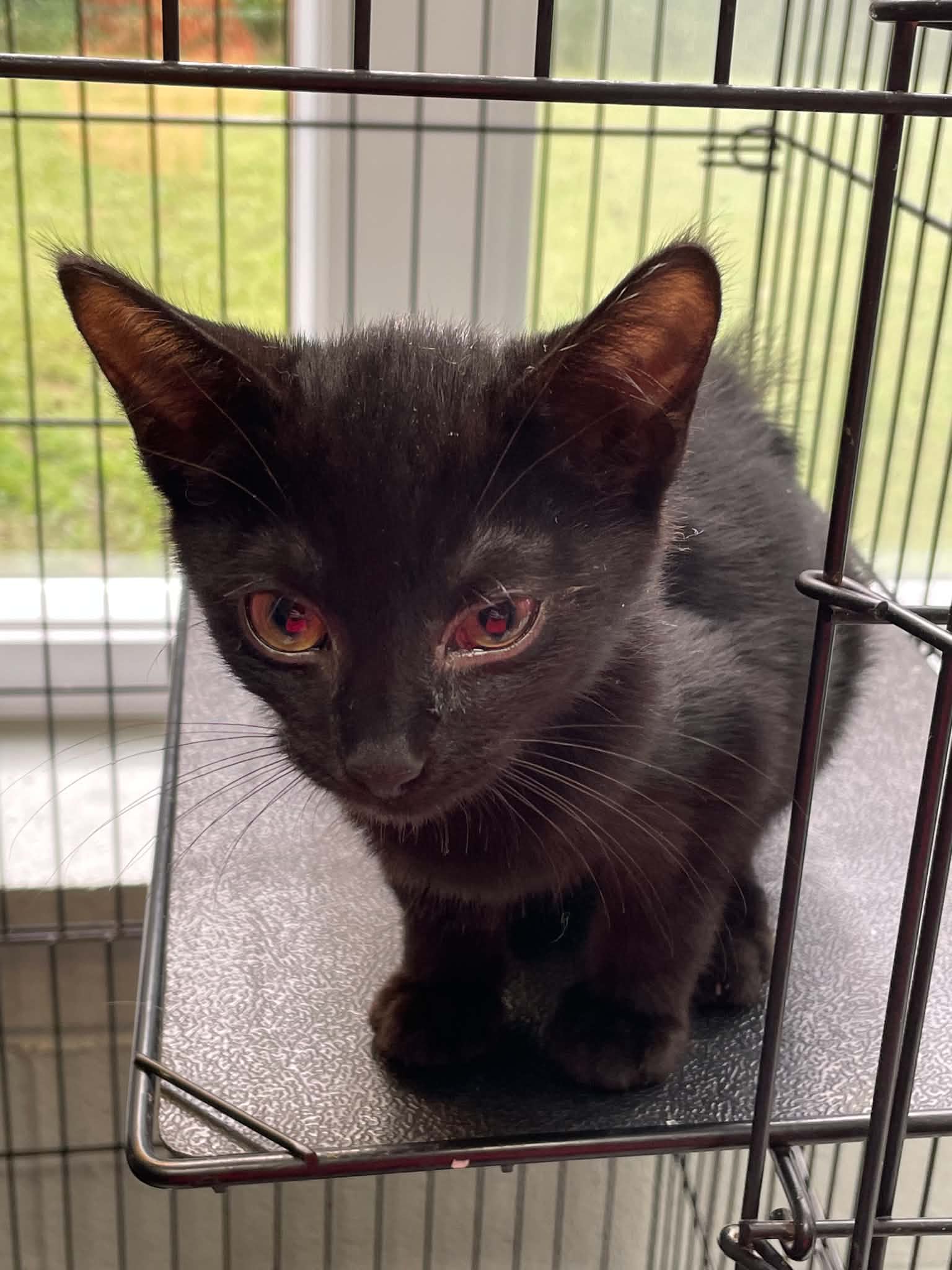 Oliver - Domestic Short Hair