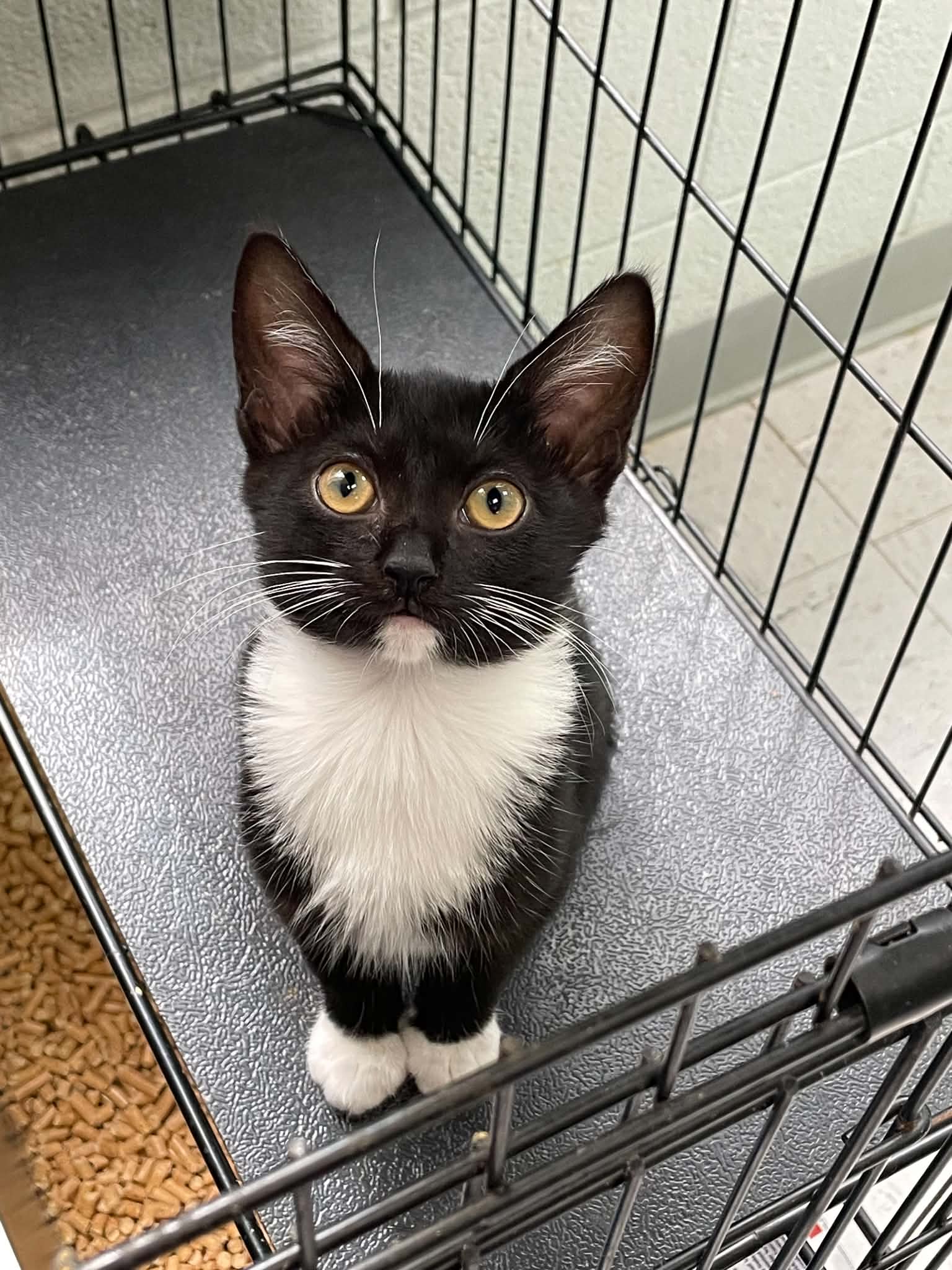 Olivia - Domestic Short Hair