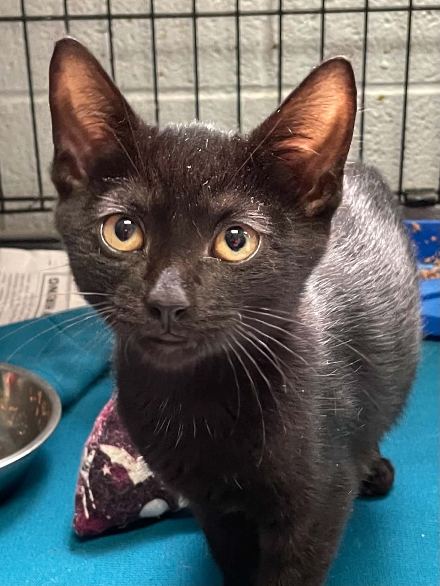 Ollie - Domestic Short Hair