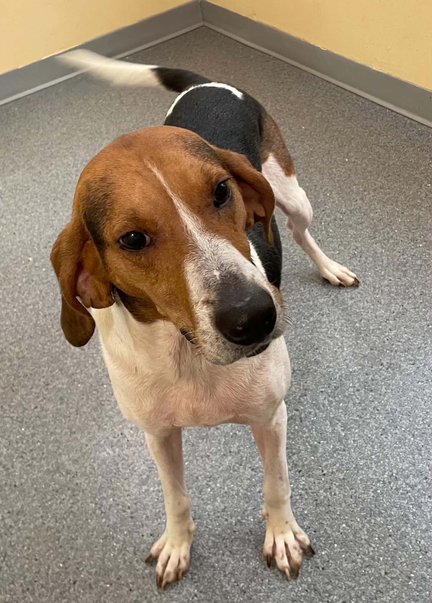 Rocky - Treeing Walker Coonhound