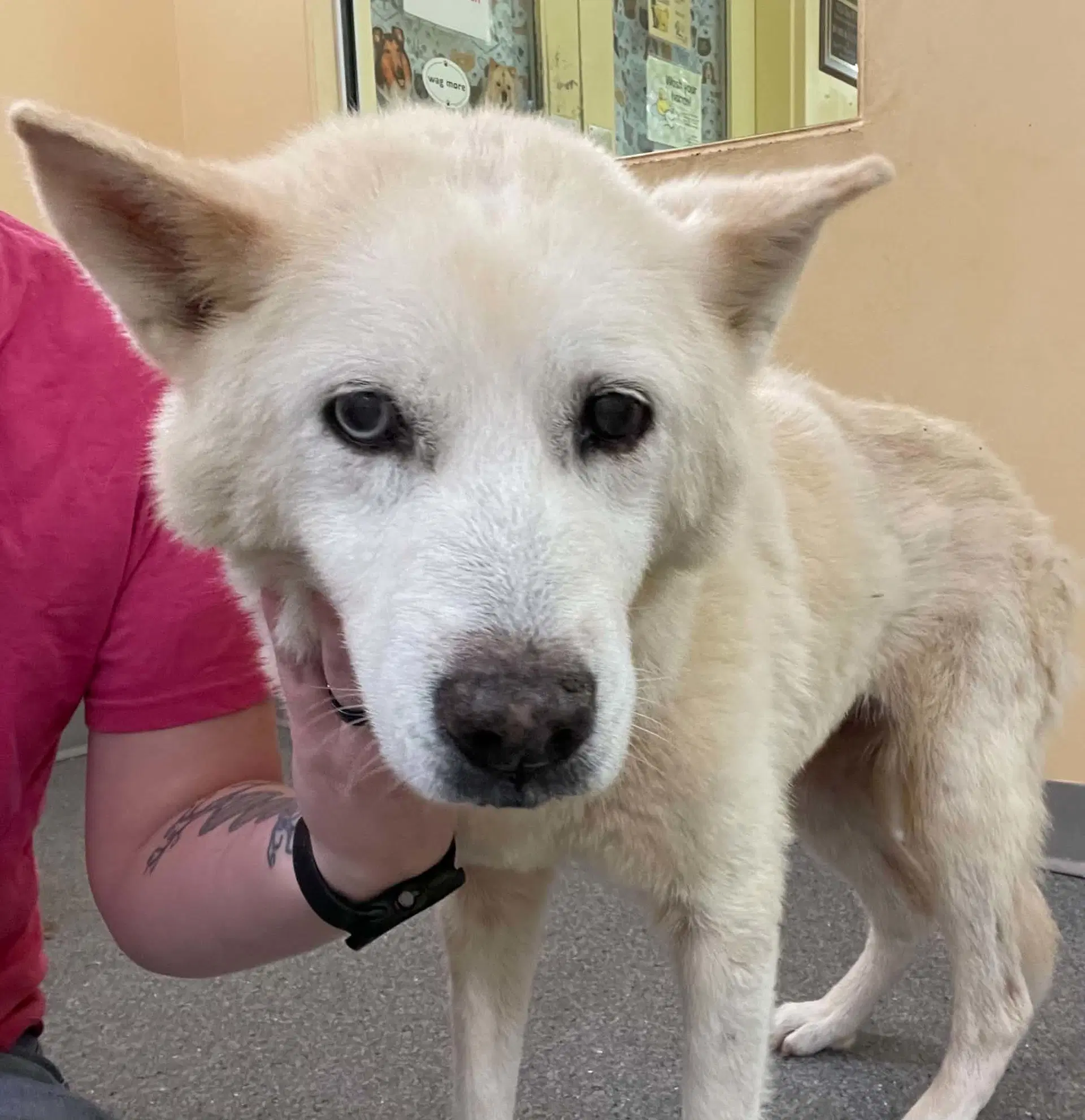 Mimi - Husky