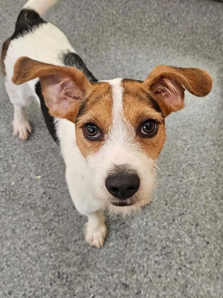 Splinter - Jack Russell Terrier