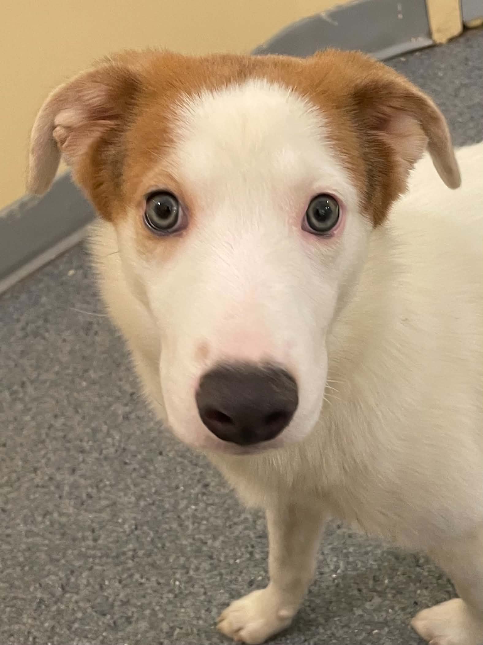 Cherry - Shepherd