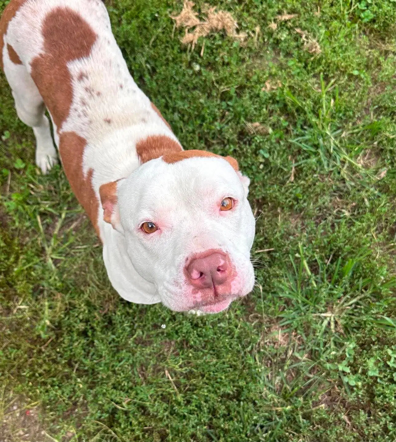 Nadja - Pit Bull Terrier