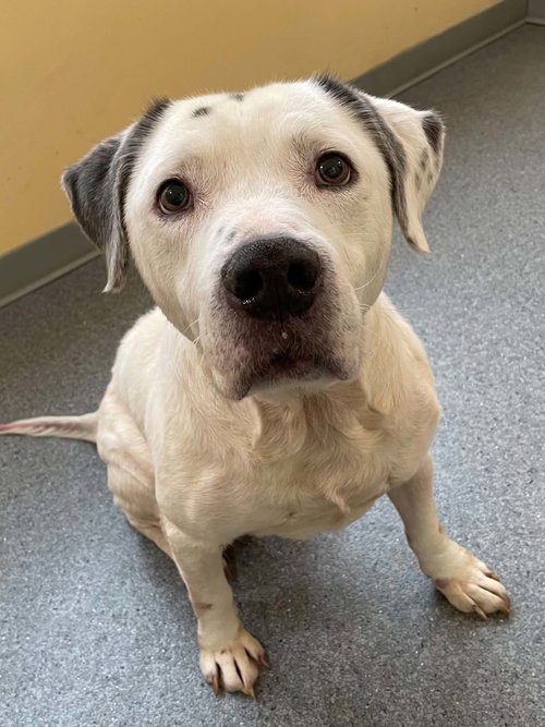 Stihl, a dog for adoption from Alleghany Humane Society