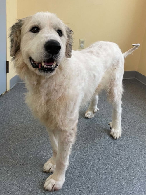 Tumbleweed, a dog for adoption from Alleghany Humane Society
