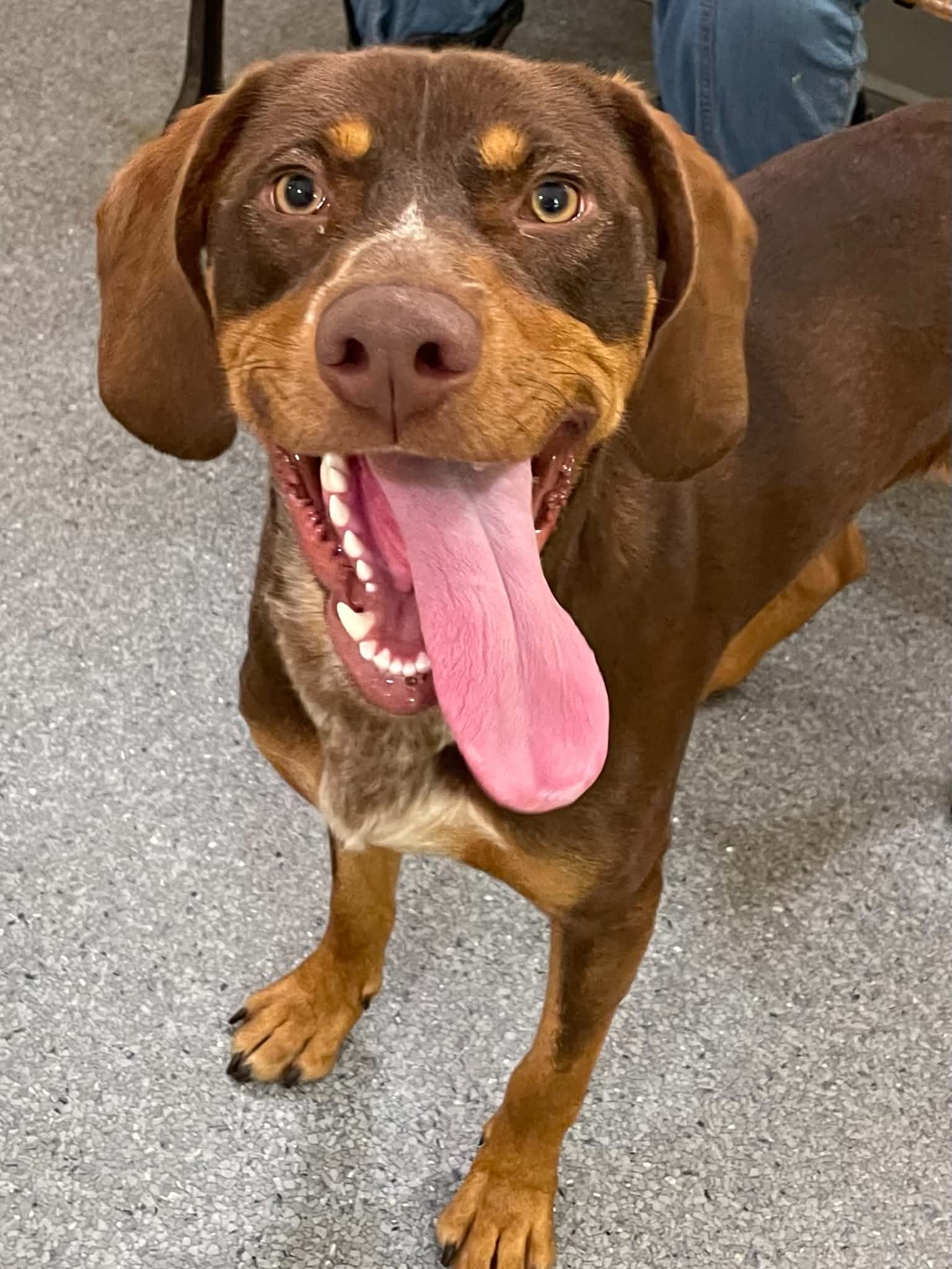 Coco - Hound