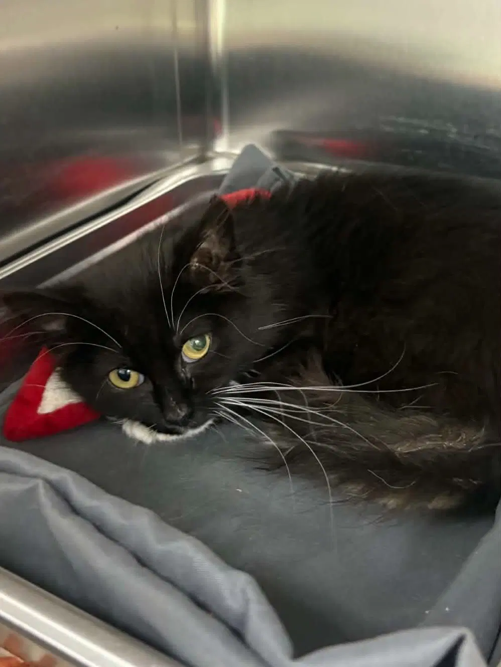 Darla - Domestic Medium Hair